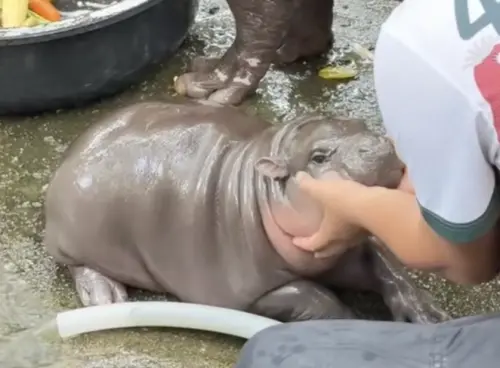 IP經濟崛起！「彈跳豬」為泰國觀光帶來財富　動物園遊客倍增
