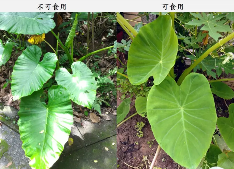 ▲姑婆芋和芋頭都屬天南星科（Araceae）的植物，皆由根部直立生出大而綠的葉片，且具有地下膨大的塊莖，依據其外觀難以區分。（圖／彰化縣衛生局）