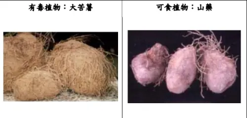 ▲「大苦薯(Dioscorea hispida) 」，又稱白薯榔、白薯莨，其為含生物鹼之有毒植物。（圖／翻攝自食藥署）