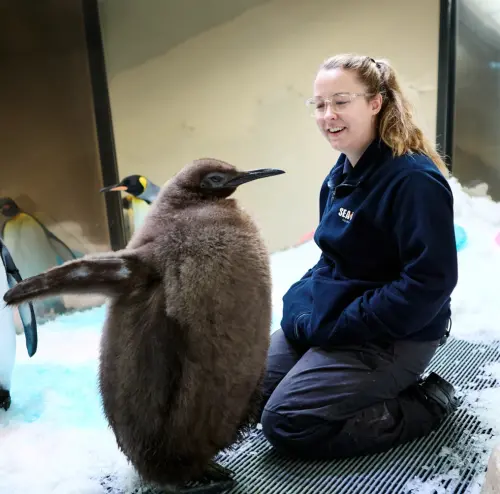 ▲飼養員寵愛地看著香蒜醬。（圖／墨爾本海洋生物水族館的IG）