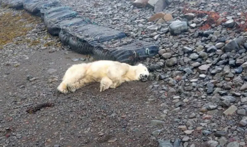 ▲冰島西部的西峽灣地區，近日有一隻疑似從格陵蘭島乘浮冰漂至當地的北極熊，因被認為危及居民安全，慘遭射殺。（圖／美聯社）