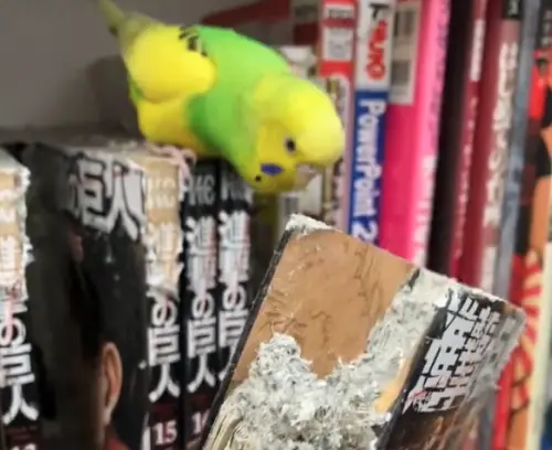 小鸚鵡「猛吃《進擊的巨人》漫畫」爆紅!眾笑翻:擊潰瑪麗亞之牆