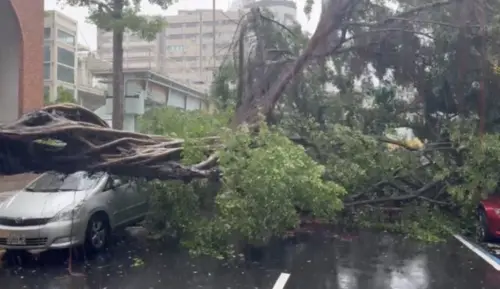 ▲中央氣象署今（22）日稍早針對台北市發佈大雷雨特報，台北市萬華區開封街二段上午11點40分發生路樹倒塌事件，一棵高9公尺的路樹倒塌，當場砸中一輛雙門跑車。（圖／翻攝畫面）