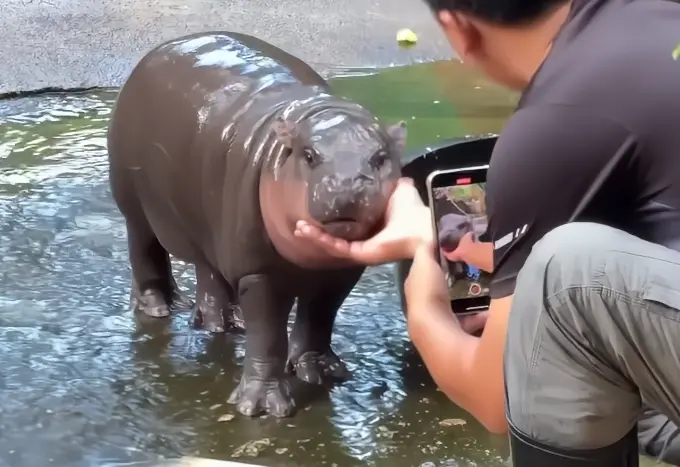 ▲泰國彈跳豬成為全球知名的動物明星。(圖/khaokheow.zoo)