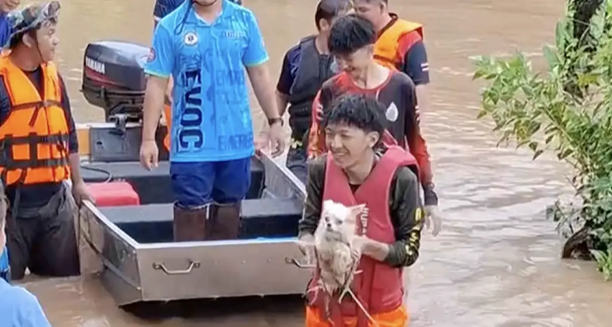 ▲泰國救難團隊於昨（24）日開著小船搶救受困動物，沿途將貓、狗和羊救上船。（圖／翻攝自影片）