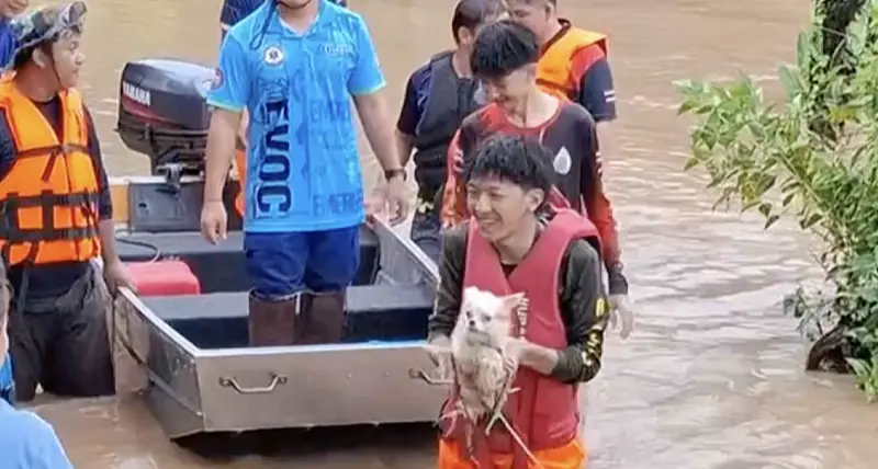 ▲泰國救難團隊於昨（24）日開著小船搶救受困動物，沿途將貓、狗和羊救上船。（圖／翻攝自影片）