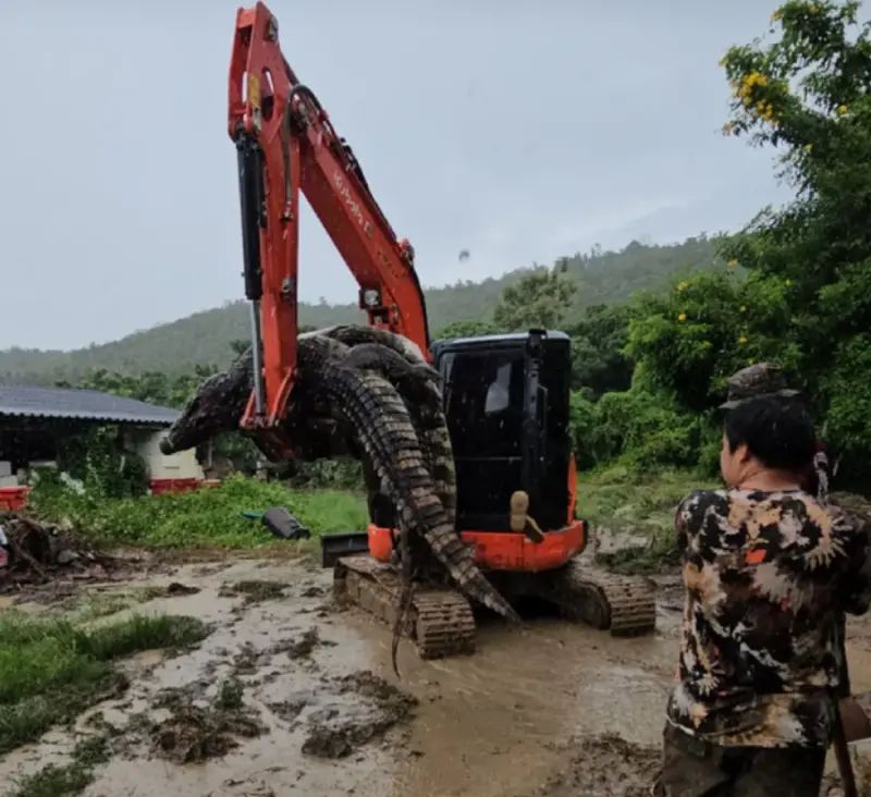 ▲挖土機運送鱷魚屍體的畫面嚇壞不少泰國民眾。(圖/翻攝自泰國民族報)