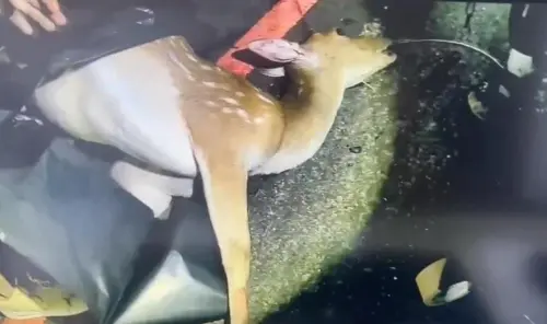攔檢驚見梅花鹿屍體!4男涉盜獵稱「自己吃」、又查獲2無照獵槍