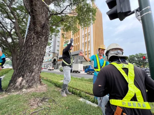 ▲大順路段輕軌綠巨人雨豆樹隧道，加強拉繩檢查綁固與支撐加固。（圖／高雄市政府提供）