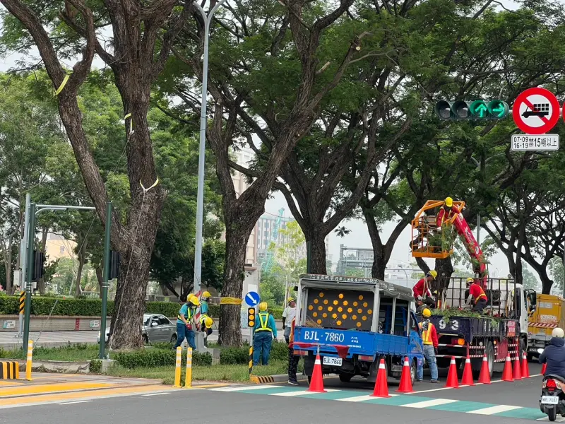 ▲為防範山陀兒颱風來襲，捷運局今檢視大順路段防颱護樹準備工作。（圖／高市府捷運局提供）