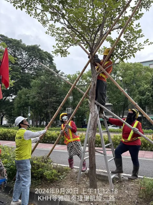 ▲為降低災害損失，做好防颱準備，工務局公園處除動員人力加強所管轄的行道樹疏枝修剪、支架固定，及路燈、開關箱檢修等。（圖／高市府工務局提供）