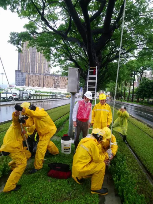 ▲吳嘉昌責成輕軌團隊持續新增迎風面較大之路口、空曠處之雨豆樹加固作業。（圖／高市府捷運局提供）