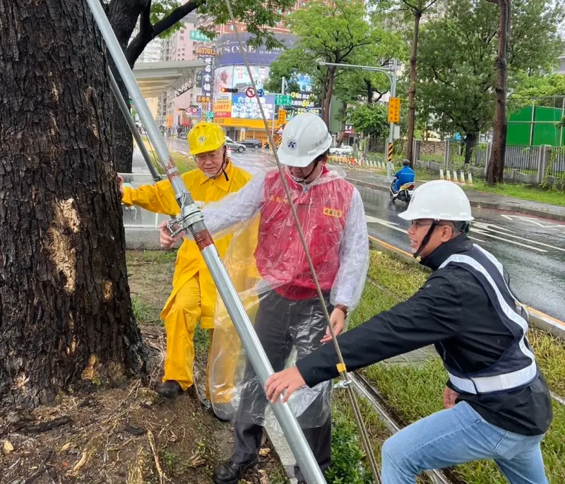 ▲捷運局長吳嘉昌視察輕軌大順路雨豆樹纜索加固。（圖／高市府捷運局提供）