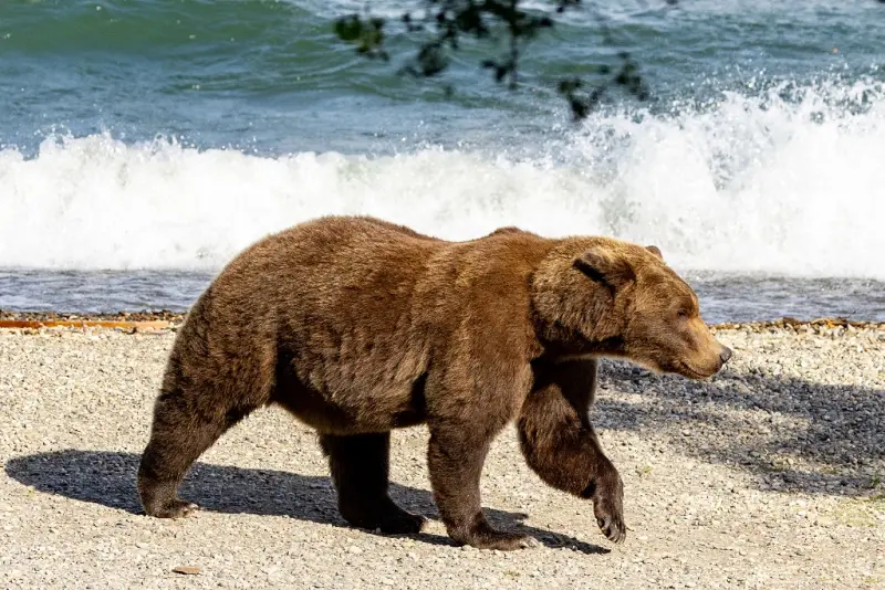 ▲美國阿拉斯加的卡特邁國家公園和自然保護區（Katmai National Park and Preserve）每年都會舉辦「胖熊爭霸週」（Fat Bear Week）票選活動，民眾可以通過社交媒體選出他們心目中最胖的熊。（圖／翻攝自卡特邁國家公園和自然保護區（Katmai National Park and Preserve）的X）