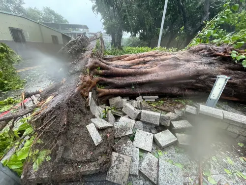 影／山陀兒來勢洶洶！高雄中正公園路樹強風吹倒連根拔起
