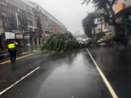 ▲高雄市苓雅區建國路與輔仁路路樹不敵山陀兒強風被吹倒，停在路邊的自小客車後方擋風玻璃碎裂，所幸無人受傷。（圖／苓雅分局提供）