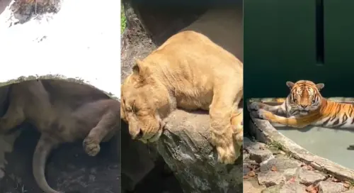 猛獸睡到飽！獅子睡到流口水　大馬動物園超溫馨畫面曝
