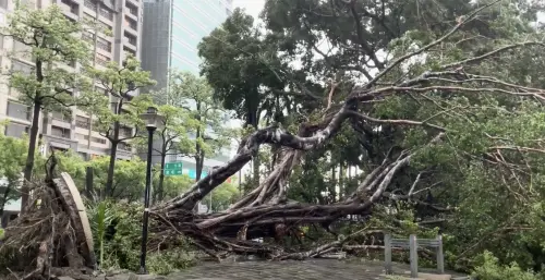 影／山陀兒登陸小港！直擊路邊大樹應聲倒塌
