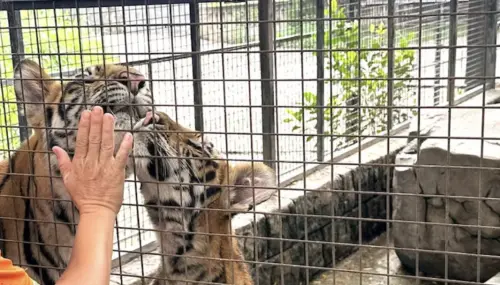 一個月內48隻猛獸死亡！越南動物園爆發疫情　死因爲H5N1禽流感
