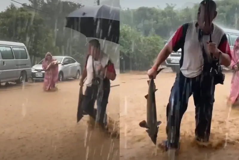 ▲北海岸金山萬里等地區今日降下超大豪雨，民眾在滾滾泥流的道路上竟撿到鱘龍魚。（圖／讀者提供）