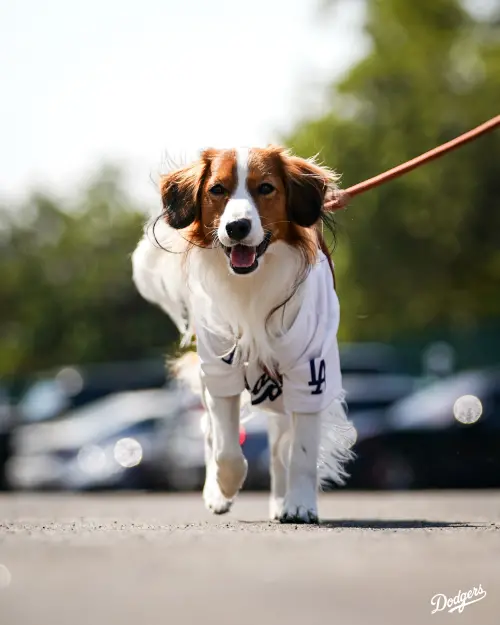 大谷翔平帥氣上班！還牽著愛犬Decopin　季後賽首度對決達比修有
