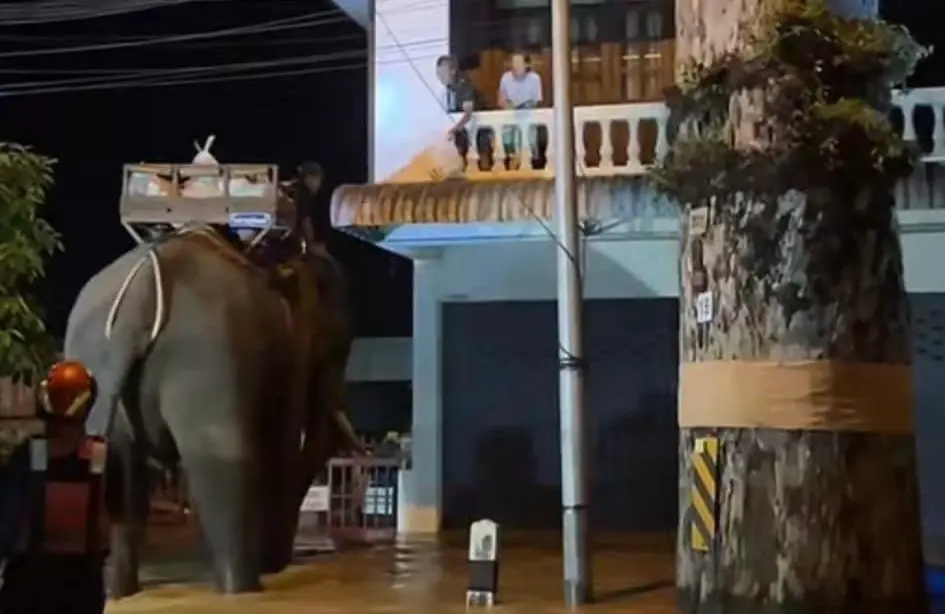 ▲清邁遇到五十年來最大的洪災，當地居民用大象來運送救援物資。（圖／翻攝自臉書／泰國清邁象）