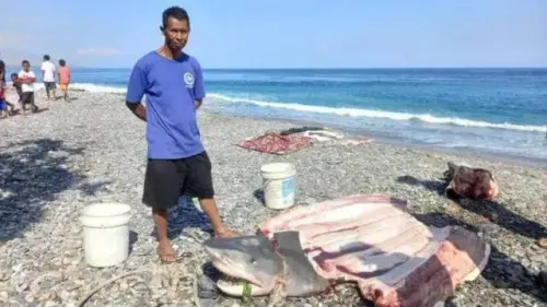 鯊魚腹中驚見人腿！印尼漁夫獵捕後嚇呆　死者為失蹤美國6旬婦
