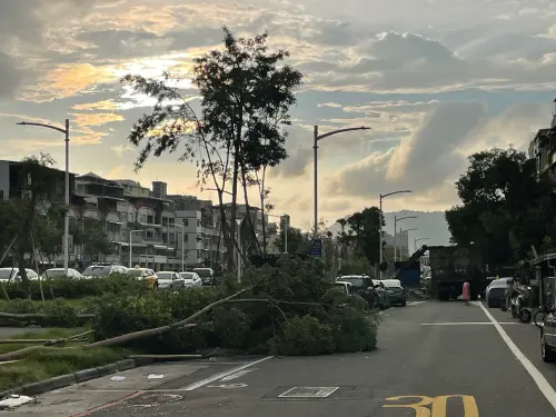 ▲同盟三路至大順三路綠園道（含71期重劃區），在山陀兒颱風中約有400餘株樹木倒伏。（圖／高市府地政局提供）