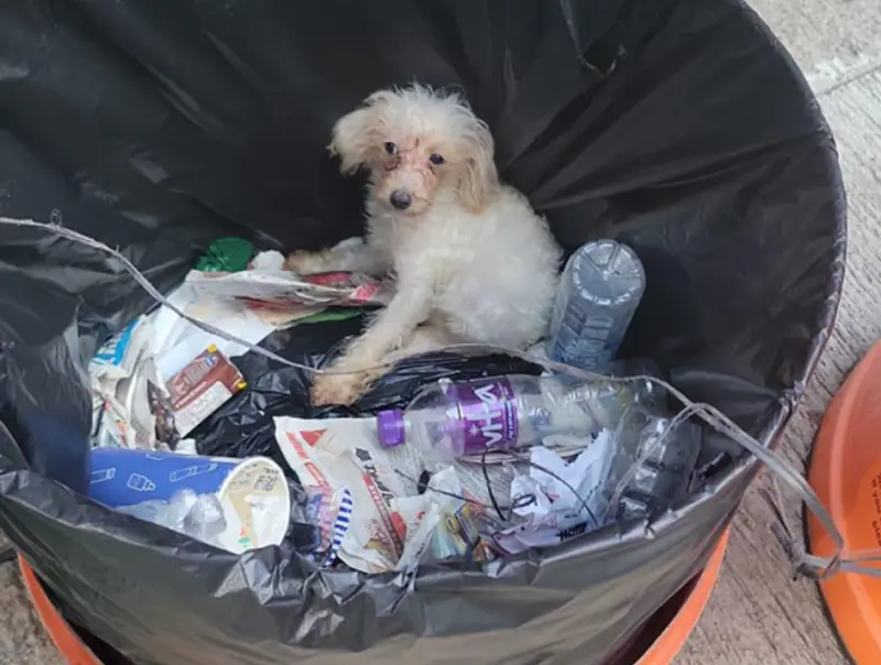 ▲日前在香港北角雲景道附近，有隻白色貴賓犬遭人遺棄，還丟進垃圾桶內。（圖／翻攝香港動物報）