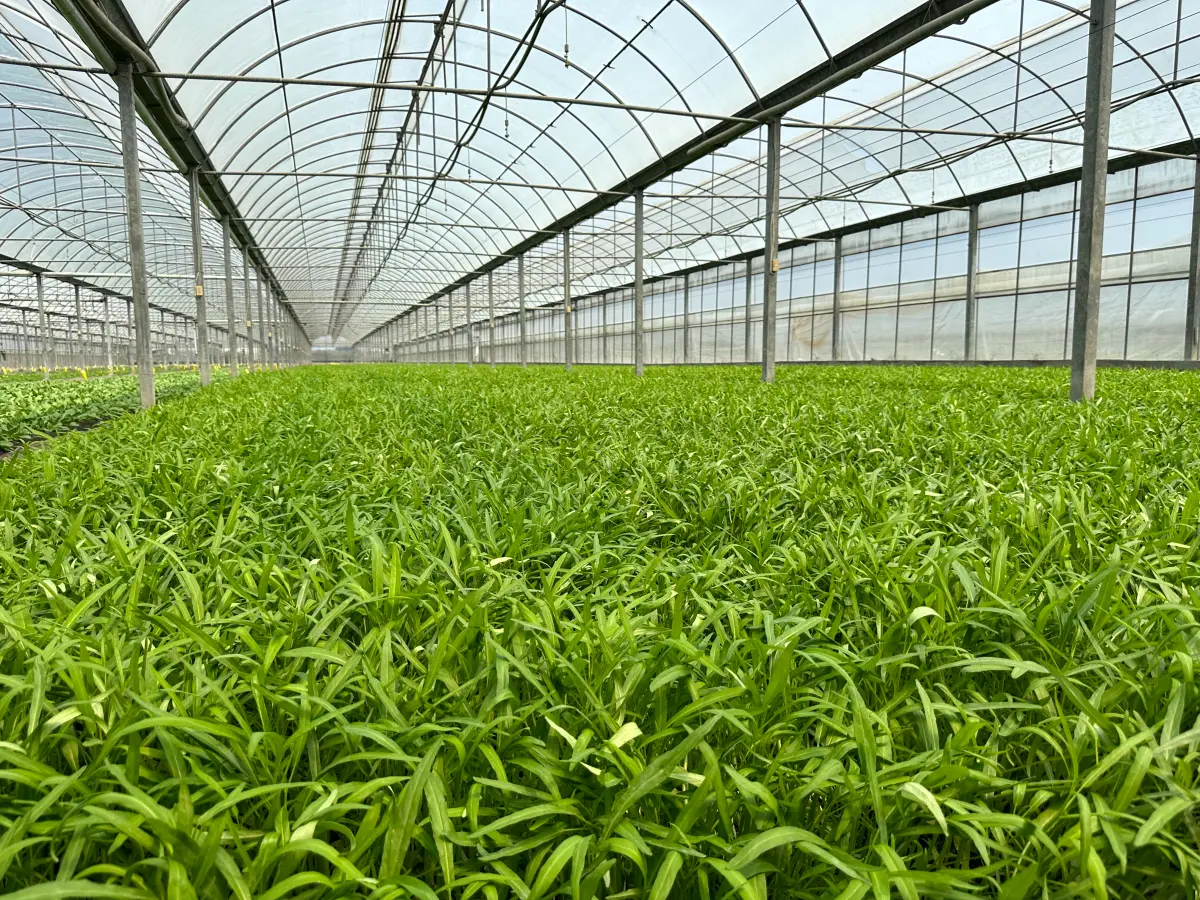 ▲建立結構加強型溫網室設施，優化生產環境，穩定蔬果供應。（圖／農業部）