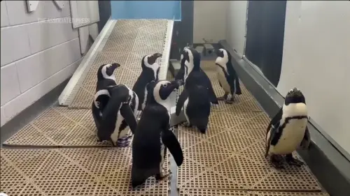 影/非洲企鵝也趕避難!颶風米爾頓強襲佛州 水族館急撤生物備戰
