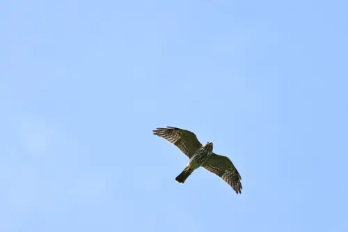 國慶鳥飛來了！5千隻「灰面鵟鷹」正過境台灣　滿布藍天畫面超美
