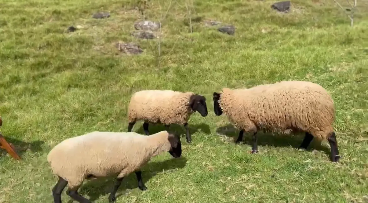 ▲清境農場表示，羊隻彼此互撞是正常的動物行為，有時是為爭取心儀對象的芳心。（圖／清境農場提供，2024.10.11）