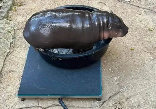 影/三個月生日!彈跳豬長胖10公斤 泰國動物園週末湧入3萬人