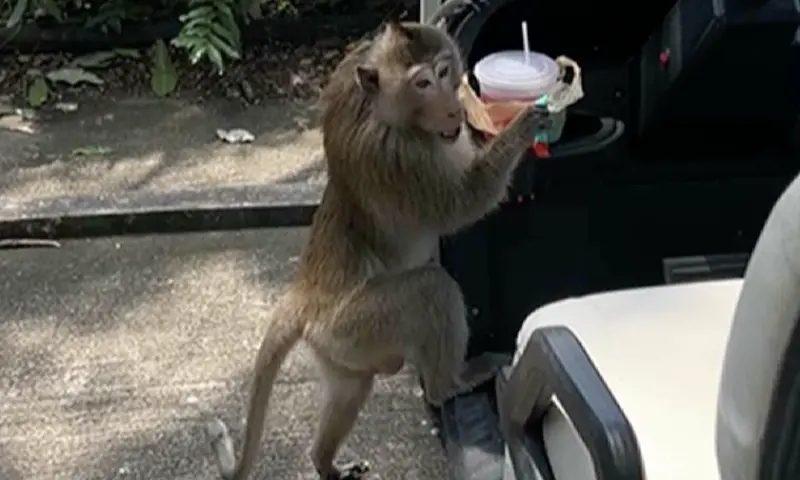 ▲一隻猴子偷高爾夫球車上的飲料，還把飲料打翻到人行車道上。（圖／翻攝自影片）