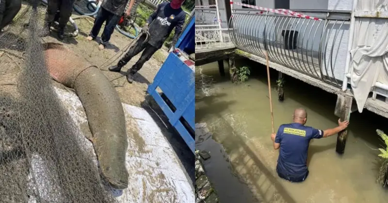 ▲馬來西亞一家餐廳涉嫌非法飼養巨龍魚，執法人員在圍捕過程中遭遇超過兩公尺長巨龍魚的激烈反抗。（圖／翻攝自X）