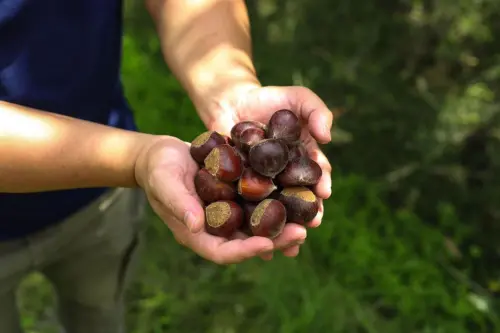 ▲「法朋」栗子季選用的主食材，皆使用來自嘉義中埔的「高家栗子園」的栗子。（圖／法朋提供）