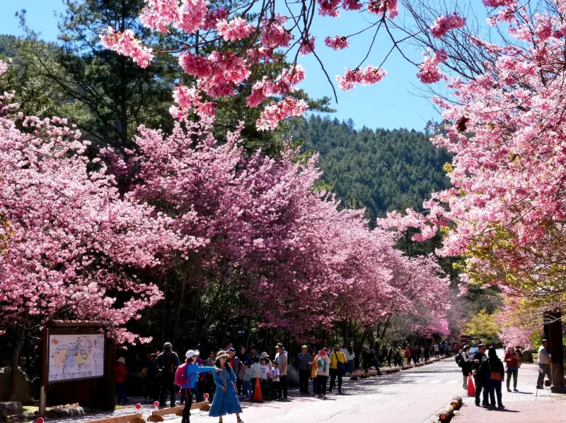 ▲花季置身武陵農場，有到日本賞櫻的氛圍，每年吸引大量遊客上山。（圖／翻攝武陵農場臉書，2024.10.17）