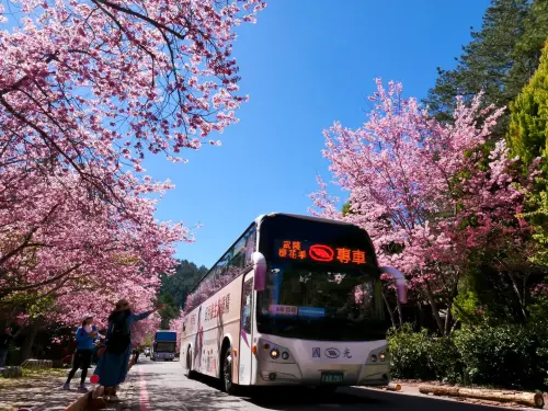 ▲櫻花季期間除了訂房遊客，只有團客遊覽車和賞櫻專車能進入農場。（圖／翻攝武陵農場臉書，2024.10.17）