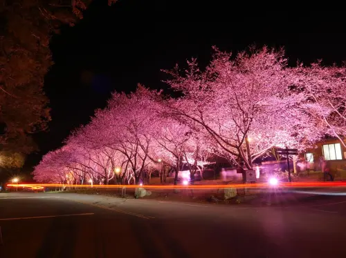 ▲武陵農場華麗的夜櫻林，只有過夜的旅客有緣欣賞。（圖／翻攝武陵農場臉書，2024.10.17）