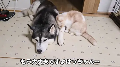 ▲Hachi平時在家可是一個大暖男。(圖/x@CjCannel) ▲Hachi平時在家可是一個大暖男。(圖/x@CjCannel)