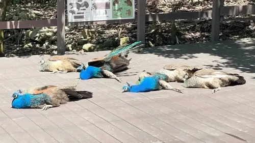 壽山孔雀「集體躺地不動」！遊客嚇壞通報　動物園回應了：太享受
