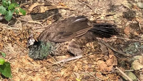 ▲壽山動物園園方感謝熱心遊客通報，也呼籲未來在展區內看厭鳥禽、動物倒地不起或「發懶不動」，都可以多停留一下，再等看看。（圖／IG@壽山動物園）