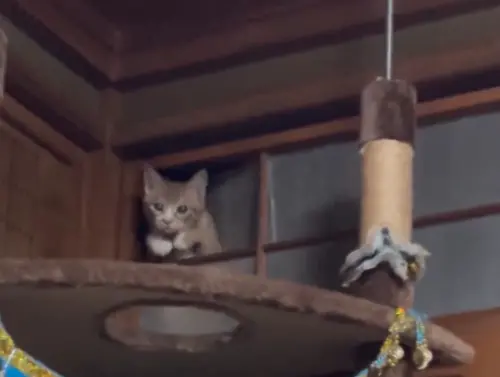 ▲（圖／翻攝自X）