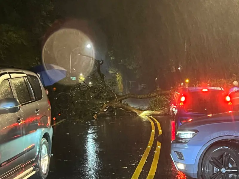 ▲受到潭美颱風外圍環流影響，今天晚間，由於雨勢過大，陽明山仰德大道發生路樹倒塌事故。（圖民眾提供）