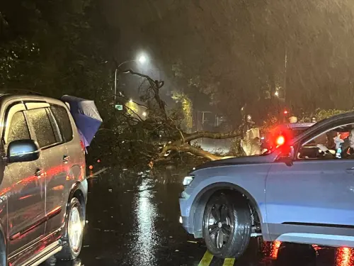 ▲受到潭美颱風外圍環流影響，今天晚間，由於雨勢過大，陽明山仰德大道發生路樹倒塌事故。（圖民眾提供）