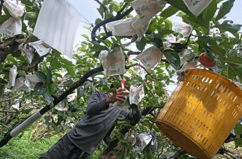 ▲強颱康芮將襲台，台中市和平山區果農忙著搶收甜柿。（圖／台中市議員古秀英提供，2024.10.30）