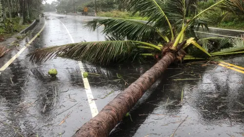 台東直擊／颱風康芮將登陸！強風吹斷椰子樹　休息區邊坡坍塌歇業
