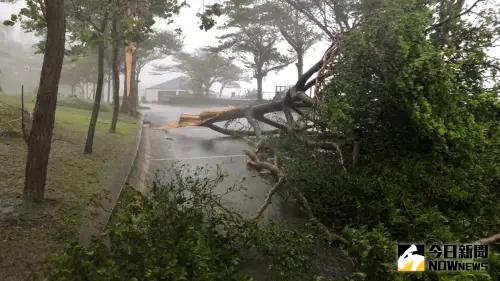 台東直擊／金樽路樹倒一堆、和平部落溪水暴漲　暴雨打在身上超痛
