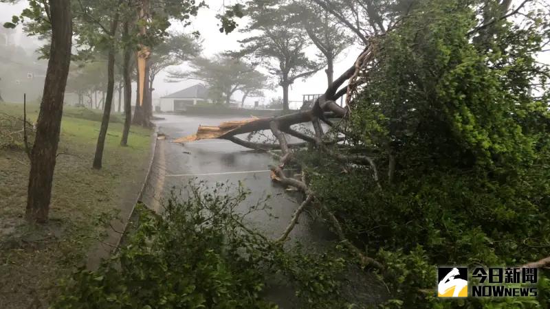 ▲強颱康芮即將在今天中午從台灣東南部登陸，台東已是狂風暴雨，金樽遊憩區的路樹到處傾倒，鹿野和平部落旁的溪水也暴漲，滔滔江水十分嚇人，而雨水打在記者身上都有疼痛感。（圖／記者嚴俊強拍攝）